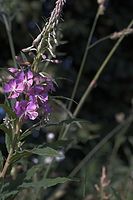 Dateiname=Flora-Weidenroeschen-2005062528.jpg
Dateigröße=141KB
Abmessungen: 480x720
hinzugefügt am: 11. September 2014 Flora-Weidenroeschen-2005062528.jpg