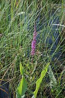 Dateiname=Flora-Weiderich-20010713-056.jpg
Dateigröße=285KB
Abmessungen: 478x720
hinzugefügt am: 11. September 2014 Flora-Weiderich-20010713-056.jpg