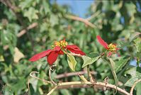 Flora-Weihnachtsstern-200011-47.jpg