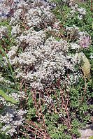 Dateiname=Flora-Weisse-Fetthenne-20070622-124a.jpg
Dateigröße=358KB
Abmessungen: 482x720
hinzugefügt am: 11. September 2014 Flora-Weisse-Fetthenne-20070622-124a.jpg