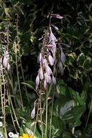 Dateiname=Flora-Weissrand-Funkie-20090711-56.jpg
Dateigröße=187KB
Abmessungen: 481x720
hinzugefügt am: 11. September 2014 Flora-Weissrand-Funkie-20090711-56.jpg