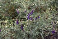 Dateiname=Flora-Wicke-20070517-45.jpg
Dateigröße=256KB
Abmessungen: 720x484
hinzugefügt am: 11. September 2014 Flora-Wicke-20070517-45.jpg