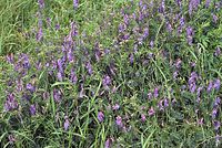 Dateiname=Flora-Wicke-20070626-101a.jpg
Dateigröße=388KB
Abmessungen: 720x484
hinzugefügt am: 11. September 2014 Flora-Wicke-20070626-101a.jpg