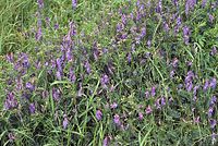 Flora-Wicke-20070626-101a.jpg