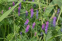 Dateiname=Flora-Wicke-20120623-511.jpg
Dateigröße=262KB
Abmessungen: 720x478
hinzugefügt am: 11. September 2014 Flora-Wicke-20120623-511.jpg