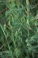 Dateiname=Flora-Wicken-20090719-32.jpg
Dateigröße=208KB
Abmessungen: 481x720
hinzugefügt am: 11. September 2014 Flora-Wicken-20090719-32.jpg