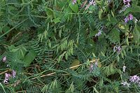 Dateiname=Flora-Wicken-20090719-34.jpg
Dateigröße=267KB
Abmessungen: 720x481
hinzugefügt am: 11. September 2014 Flora-Wicken-20090719-34.jpg