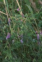 Dateiname=Flora-Wicken-20090719-35.jpg
Dateigröße=249KB
Abmessungen: 495x720
hinzugefügt am: 11. September 2014 Flora-Wicken-20090719-35.jpg