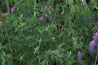 Dateiname=Flora-Wicken-20090719-36.jpg
Dateigröße=232KB
Abmessungen: 720x481
hinzugefügt am: 11. September 2014 Flora-Wicken-20090719-36.jpg