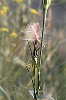 Dateiname=Flora-Wiesen-Bocksbart-20050820-10.jpg
Dateigröße=128KB
Abmessungen: 480x720
hinzugefügt am: 11. September 2014 Flora-Wiesen-Bocksbart-20050820-10.jpg