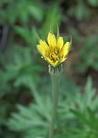 Dateiname=Flora-Wiesen-Bocksbart-20090531-098.jpg
Dateigröße=123KB
Abmessungen: 516x720
hinzugefügt am: 11. September 2014 Flora-Wiesen-Bocksbart-20090531-098.jpg