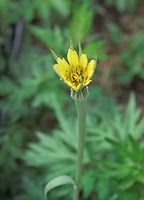Dateiname=Flora-Wiesen-Bocksbart-20090531-099.jpg
Dateigröße=131KB
Abmessungen: 520x720
hinzugefügt am: 11. September 2014 Flora-Wiesen-Bocksbart-20090531-099.jpg