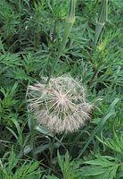 Dateiname=Flora-Wiesen-Bocksbart-20090531-100.jpg
Dateigröße=243KB
Abmessungen: 499x720
hinzugefügt am: 11. September 2014 Flora-Wiesen-Bocksbart-20090531-100.jpg
