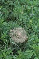 Dateiname=Flora-Wiesen-Bocksbart-20090531-101.jpg
Dateigröße=254KB
Abmessungen: 479x720
hinzugefügt am: 11. September 2014 Flora-Wiesen-Bocksbart-20090531-101.jpg