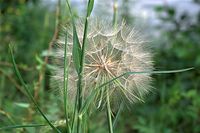 Dateiname=Flora-Wiesen-Bocksbart-20090627-103.jpg
Dateigröße=185KB
Abmessungen: 720x481
hinzugefügt am: 11. September 2014 Flora-Wiesen-Bocksbart-20090627-103.jpg