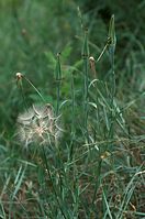 Dateiname=Flora-Wiesen-Bocksbart-20090629-102.jpg
Dateigröße=172KB
Abmessungen: 477x720
hinzugefügt am: 11. September 2014 Flora-Wiesen-Bocksbart-20090629-102.jpg