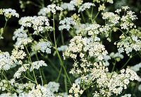 Dateiname=Flora-Wiesen-Kerbel-199905-01.jpg
Dateigröße=270KB
Abmessungen: 720x495
hinzugefügt am: 11. September 2014 Flora-Wiesen-Kerbel-199905-01.jpg