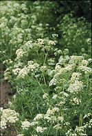 Dateiname=Flora-Wiesen-Kerbel-199905-32.jpg
Dateigröße=242KB
Abmessungen: 486x720
hinzugefügt am: 11. September 2014 Flora-Wiesen-Kerbel-199905-32.jpg
