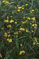 Dateiname=Flora-Wiesen-Pippau-20090719-25.jpg
Dateigröße=250KB
Abmessungen: 481x720
hinzugefügt am: 11. September 2014 Flora-Wiesen-Pippau-20090719-25.jpg