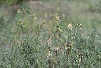 Dateiname=Flora-Wiesenknopf-20070501-022.jpg
Dateigröße=173KB
Abmessungen: 720x484
hinzugefügt am: 11. September 2014 Flora-Wiesenknopf-20070501-022.jpg