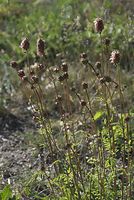 Dateiname=Flora-Wiesenknopf-20070501-026.jpg
Dateigröße=225KB
Abmessungen: 484x720
hinzugefügt am: 11. September 2014 Flora-Wiesenknopf-20070501-026.jpg