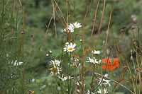 Flora-Wiesenmargerite-Klatschmohn-20110710-22.jpg