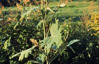 Dateiname=Flora-Wiesenraute-199608-07.jpg
Dateigröße=233KB
Abmessungen: 720x471
hinzugefügt am: 11. September 2014 Flora-Wiesenraute-199608-07.jpg
