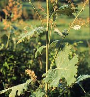 Dateiname=Flora-Wiesenraute-199608-08.jpg
Dateigröße=268KB
Abmessungen: 671x720
hinzugefügt am: 11. September 2014 Flora-Wiesenraute-199608-08.jpg
