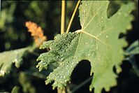 Dateiname=Flora-Wiesenraute-199608-10.jpg
Dateigröße=162KB
Abmessungen: 720x483
hinzugefügt am: 11. September 2014 Flora-Wiesenraute-199608-10.jpg