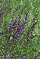 Dateiname=Flora-Wiesensalbei-20100530-013.jpg
Dateigröße=278KB
Abmessungen: 481x720
hinzugefügt am: 11. September 2014 Flora-Wiesensalbei-20100530-013.jpg