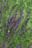 Flora-Wiesensalbei-20100530-013.jpg