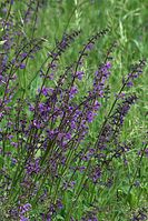 Dateiname=Flora-Wiesensalbei-20100530-014.jpg
Dateigröße=277KB
Abmessungen: 481x720
hinzugefügt am: 11. September 2014 Flora-Wiesensalbei-20100530-014.jpg