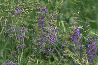 Dateiname=Flora-Wiesensalbei-20100613-018.jpg
Dateigröße=214KB
Abmessungen: 720x481
hinzugefügt am: 11. September 2014 Flora-Wiesensalbei-20100613-018.jpg