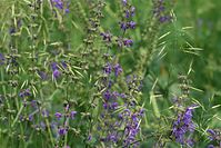 Dateiname=Flora-Wiesensalbei-20100613-019.jpg
Dateigröße=222KB
Abmessungen: 720x481
hinzugefügt am: 11. September 2014 Flora-Wiesensalbei-20100613-019.jpg