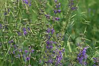 Flora-Wiesensalbei-20100613-019.jpg