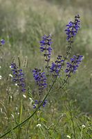 Dateiname=Flora-Wiesensalbei-20100919-41.jpg
Dateigröße=167KB
Abmessungen: 480x720
hinzugefügt am: 11. September 2014 Flora-Wiesensalbei-20100919-41.jpg
