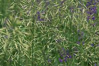 Dateiname=Flora-Wiesensalbei-Gras-20100613-017.jpg
Dateigröße=243KB
Abmessungen: 720x481
hinzugefügt am: 11. September 2014 Flora-Wiesensalbei-Gras-20100613-017.jpg