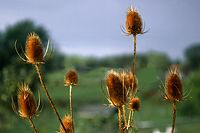 Dateiname=Flora-Wilde-Karde-19980900-01.jpg
Dateigröße=175KB
Abmessungen: 720x481
hinzugefügt am: 11. September 2014 Flora-Wilde-Karde-19980900-01.jpg