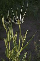 Dateiname=Flora-Wilde-Karde-20060621-27.jpg
Dateigröße=137KB
Abmessungen: 480x720
hinzugefügt am: 11. September 2014 Flora-Wilde-Karde-20060621-27.jpg