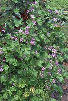 Dateiname=Flora-Wilde-Malve-20070622-158a.jpg
Dateigröße=316KB
Abmessungen: 484x720
hinzugefügt am: 11. September 2014 Flora-Wilde-Malve-20070622-158a.jpg