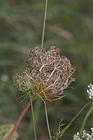 Dateiname=Flora-Wilde-Moehre-20050814-45.jpg
Dateigröße=146KB
Abmessungen: 480x720
hinzugefügt am: 11. September 2014 Flora-Wilde-Moehre-20050814-45.jpg