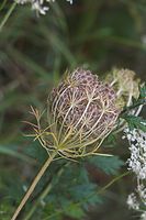 Dateiname=Flora-Wilde-Moehre-20050814-46.jpg
Dateigröße=157KB
Abmessungen: 480x720
hinzugefügt am: 11. September 2014 Flora-Wilde-Moehre-20050814-46.jpg