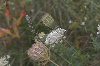 Dateiname=Flora-Wilde-Moehre-20050814-47.jpg
Dateigröße=145KB
Abmessungen: 720x480
hinzugefügt am: 11. September 2014 Flora-Wilde-Moehre-20050814-47.jpg