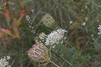 Flora-Wilde-Moehre-20050814-47.jpg