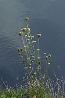 Dateiname=Flora-Wilde-Moehre-20050820-30.jpg
Dateigröße=168KB
Abmessungen: 480x720
hinzugefügt am: 11. September 2014 Flora-Wilde-Moehre-20050820-30.jpg