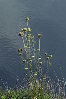 Flora-Wilde-Moehre-20050820-30.jpg