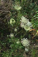 Dateiname=Flora-Wilde-Moehre-20070721-15.jpg
Dateigröße=294KB
Abmessungen: 483x720
hinzugefügt am: 11. September 2014 Flora-Wilde-Moehre-20070721-15.jpg