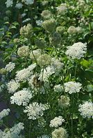 Dateiname=Flora-Wilde-Moehre-20070721-19.jpg
Dateigröße=250KB
Abmessungen: 483x720
hinzugefügt am: 11. September 2014 Flora-Wilde-Moehre-20070721-19.jpg