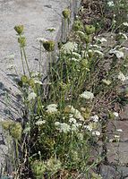 Dateiname=Flora-Wilde-Moehre-20070721-32.jpg
Dateigröße=326KB
Abmessungen: 516x720
hinzugefügt am: 11. September 2014 Flora-Wilde-Moehre-20070721-32.jpg