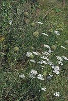 Dateiname=Flora-Wilde-Moehre-20070805-10.jpg
Dateigröße=327KB
Abmessungen: 484x720
hinzugefügt am: 11. September 2014 Flora-Wilde-Moehre-20070805-10.jpg